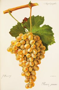 Gul paunchdruva av J. Trncy av Jules Troncy