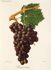 Pecoui-touar druva av J. Troncy av Jules Troncy