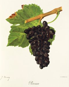 Persan druva av J. Troncy av Jules Troncy