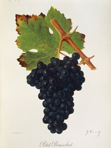 Petit Bouschet druva av J. Troncy av Jules Troncy