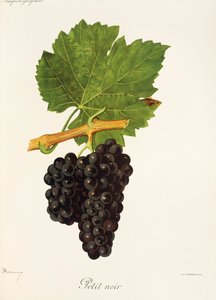 Petit Noir druva av J. Troncy av Jules Troncy