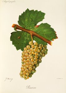 Peuriondruva av J. Troncy av Jules Troncy