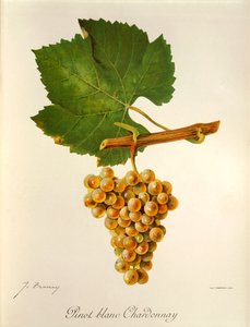 Pinot Blanc Chardonnay druva av J. Troncy