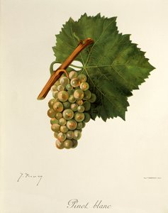 Pinot Blanc druva av J. Troncy