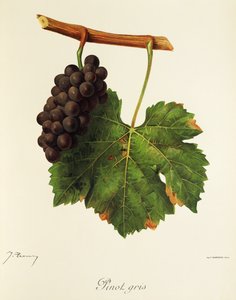 Pinot Gris druva av J. Troncy