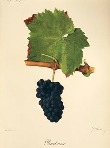 Pinot Noir druva av J. Troncy