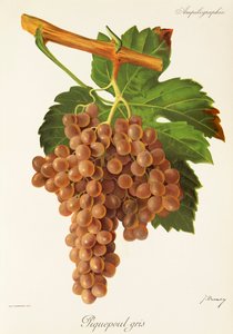 Piquepoul Gris druva av J. Troncy av Jules Troncy