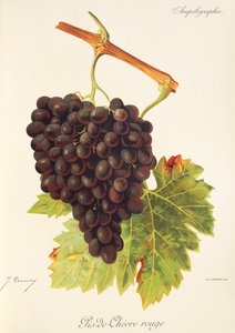 Pis-de-Chevre Rouge druva av J. Troncy av Jules Troncy