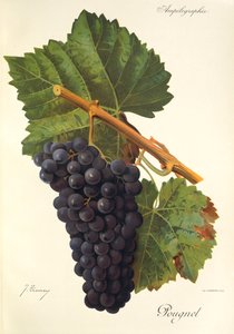 Pougnel druva av J. Troncy av Jules Troncy