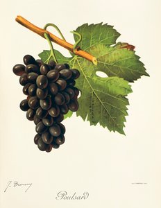 Poulsarddruva av J. Troncy av Jules Troncy