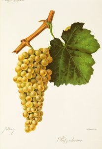 Putzscheere druva av J. Trncy av Jules Troncy