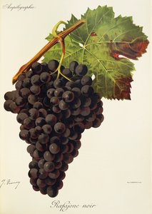 Rafajone Noir druva av J. Troncy av Jules Troncy