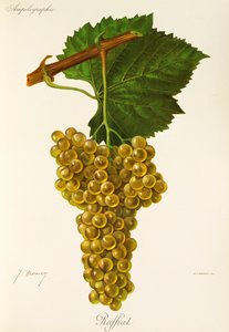 Raffiat druva av J. Troncy av Jules Troncy