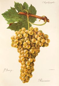 Raisaine druva av J. Troncy av Jules Troncy