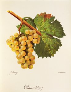 Rauschling druva av J. Trncy av Jules Troncy
