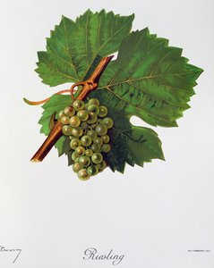 Rieslingdruvor av Jules Troncy från Ampelographie, Traite general de viticulture (Ampelography, General treaty of viticulture), vol II, av Pierre Viala (1859-1936) och Victor Vermorel (1848-1927), Paris