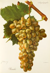 Rosaki druva av J. Troncy av Jules Troncy