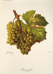 Rotgipfter druva av J. Troncy av Jules Troncy