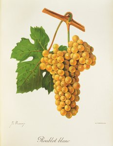 Roublot Blanc druva av J. Troncy av Jules Troncy