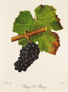 Rouge de Bouze druva av J. Troncy av Jules Troncy