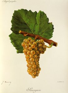 Sauvignondruva av J. Troncy av Jules Troncy
