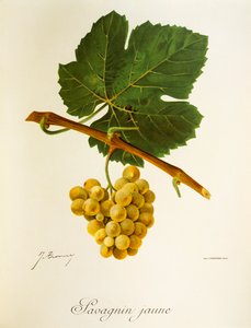 Savagnin Jaune druva av J. Troncy av Jules Troncy