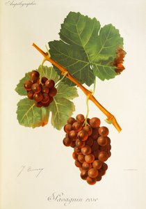 Savagnin Rose druva av J. Troncy av Jules Troncy