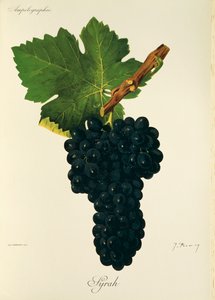 Syrah druva av J. Troncy