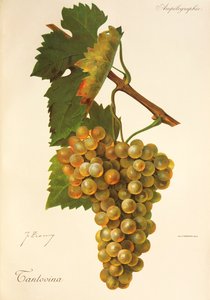 Tantovina druva av J. Troncy av Jules Troncy