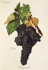 Tempranillo druva av J. Troncy