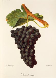 Terret Noir druva av J. Troncy av Jules Troncy