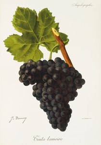 Lameira druvbläck av J. Troncy av Jules Troncy