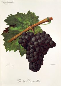 Röd gul druva av J. Trncy av Jules Troncy