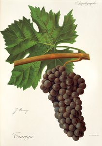 Touriga druva av J. Troncy av Jules Troncy