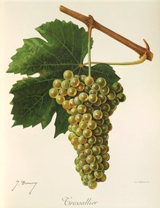 Tressallier druva av J. Troncy av Jules Troncy