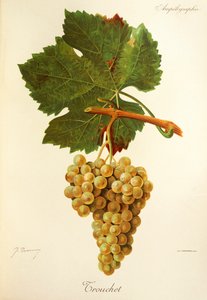 Trouchet druva av J. Trancy av Jules Troncy