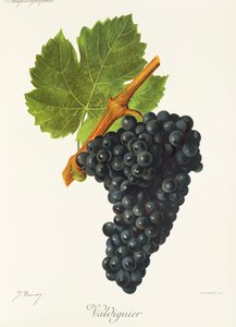 Valdiguier druva av J. Troncy av Jules Troncy