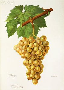 Valentin druva av J. Troncy av Jules Troncy