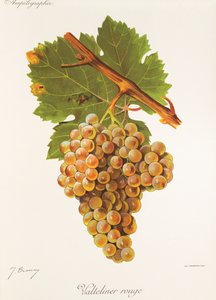 Valteliner Rouge druva av J. Troncy av Jules Troncy