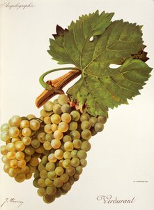 Verdurant druva av J. Troncy av Jules Troncy