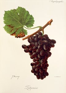 Zitania druva av J. Troncy av Jules Troncy