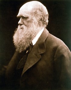Charles Darwin, brittisk naturforskare, ca 1870-talet av Julia Margaret Cameron