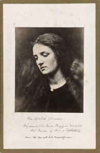 Den vilda blomman av Julia Margaret Cameron