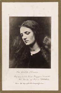 Den vilda blomman av Julia Margaret Cameron