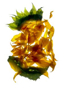 Chiquita Sunflower (digitalt fotogram, digitalt originaltryck)