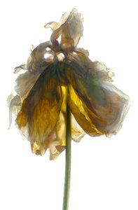 Peony Stand White (digitalt fotogram, digitalt originaltryck)