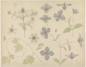 Studieblad med sjötistel, humle och klematis