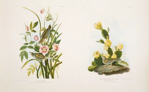 Havsfink/gräsfink, eller Bay-Winged Bunting, efter J.J. Audubons "Birds of America"