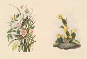 Havsfink; och Graffinch eller Bay-Winged Bunting av Julius Bien after John James Audubon