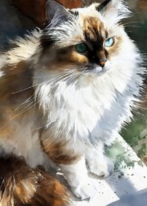 Katt med klara ögon i akvarell av Justyna Jaszke